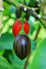 tree-tomato.webp